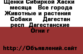 Щенки Сибиркой Хаски 2 месяца - Все города Животные и растения » Собаки   . Дагестан респ.,Дагестанские Огни г.